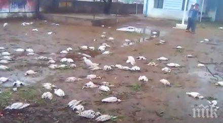 хиляди птици убити градушка сащ видео