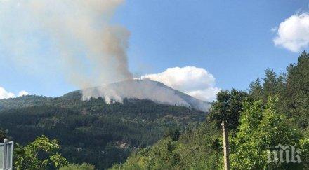 задържаха съдят подпалвача иглолистната гора реброво