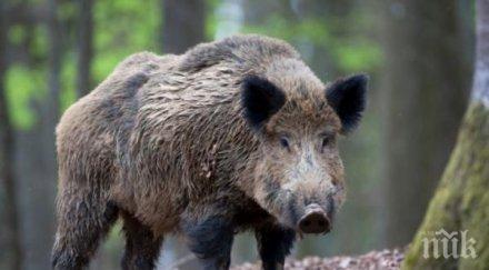 стопаните получат обезщетенията заради африканската чума