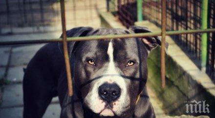 питбула собственост бабх чакат бъдат осиновени