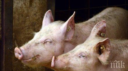 определят ново загробване избитите прасета свинекомплекса караманово