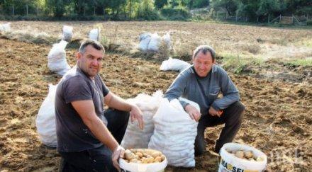 цените скачат ядем златни картофи домати