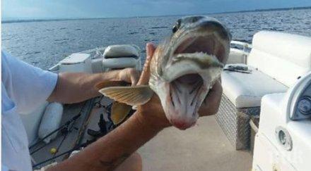 куриоз жена улови риба две усти