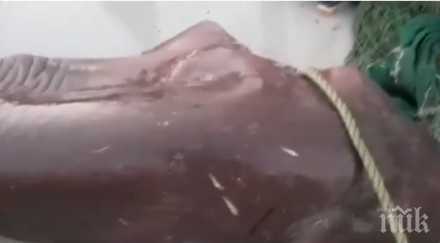 наслука турски рибари уловиха метрова акула видео