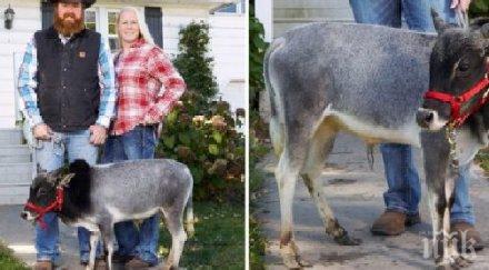 уникално малкото добиче света високо 675