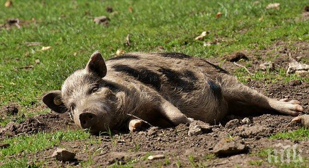 Второ огнище на африканска чума откриха в горското стопанство „Алабак“