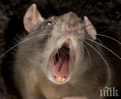 ШОК: Мъж от Своге почина след ухапване от плъх