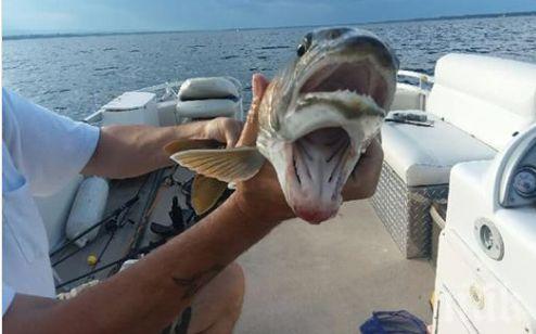 КУРИОЗ: Жена улови риба с две усти