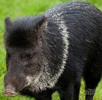 И това доживяхме! Фермер съди глигани, унищожили му царевицата