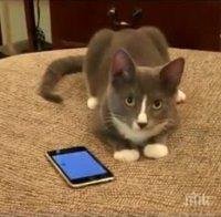 Спипаха котка, доставяла мобифони на затворници
