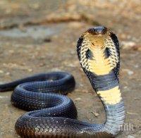 Избягала кобра тероризира германски град