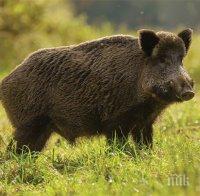 Села в Пиринско под карантина заради умряло от чума диво прасе