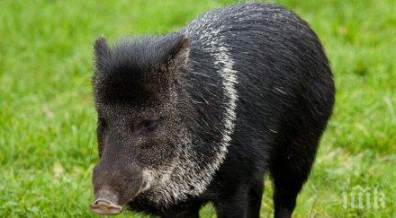 доживяхме фермер съди глигани унищожили царевицата