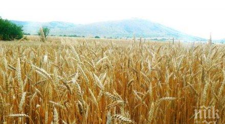 земеделската земя русе поскъпна