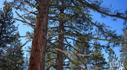 мълния разцепи огромен бор метри хора центъра велико търново