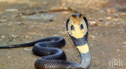 избягала кобра тероризира германски град