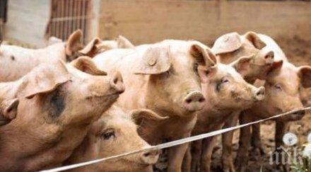 експерт бабх обясни проявява афганистанската чума