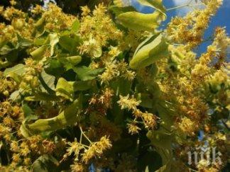 изкарват 100 лева ден бране билки