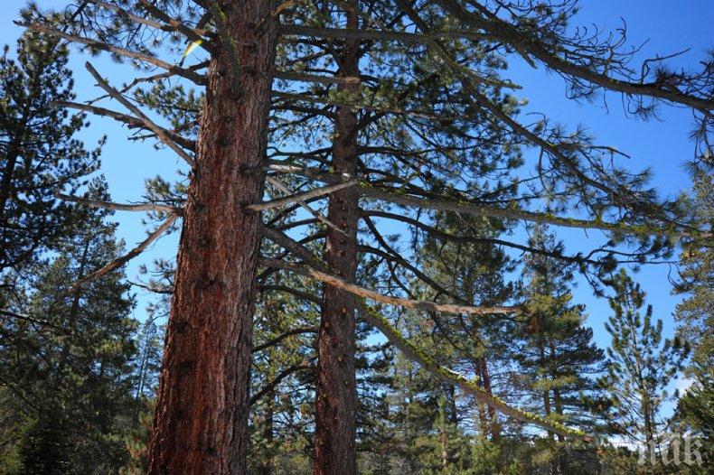 Мълния разцепи огромен бор на метри от хора в центъра на Велико Търново