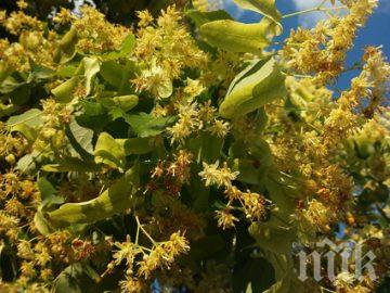 Изкарват по 100 лева на ден от бране на билки