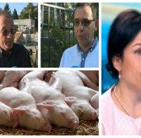 Министър Танева в спор със свиневъд за африканска чума, защо се стигна до арести в БАБХ