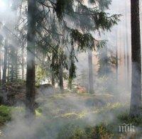 ОГНЕН АД: Над 80 са горските пожари през август