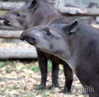 Тапири се заселиха в имение на наркобарон 