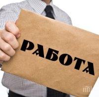 тенденция повече младежи работят лятото ловешко