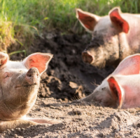 ДОБРА НОВИНА! Десислава Танева отчете: Две седмици няма огнище на свинска чума
