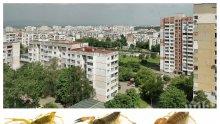 ПЪРВО В ПИК: Паника в "Люлин" - скорпиони нападнаха панелки (СНИМКА)