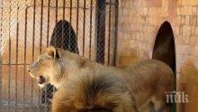 Зоологическата градина в Ловеч вече има лиценз