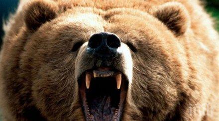 напаст мечка подлуди смолянски села напада животни градини