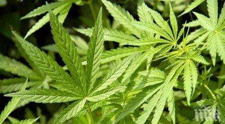 стръка коноп ожънаха селски двор