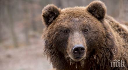 отстреляха първата проблемна мечка смолянско
