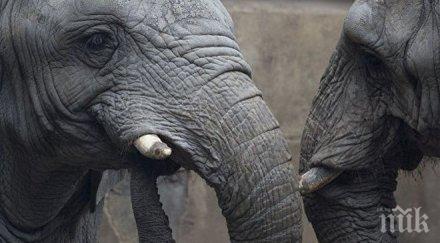 дания купува четири циркови слона пенсионира