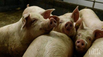 започва изплащането помощите стопаните заклали доброволни прасетата