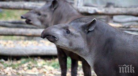 тапири заселиха имение наркобарон