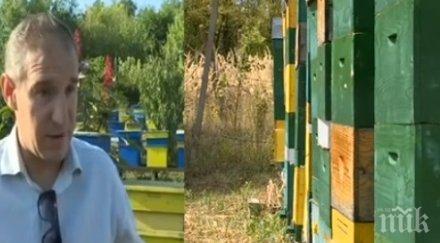 пчелари алармират мор кошерите ниски добиви