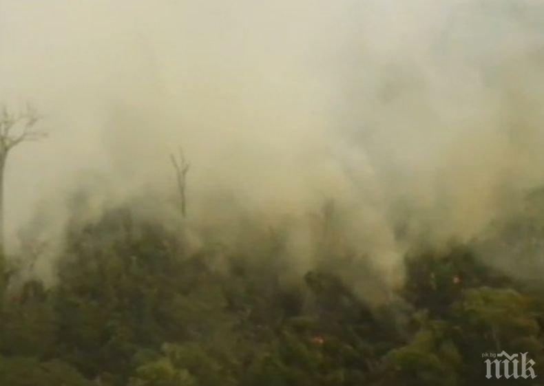 Огнен ад: Броят на пожарите в Амазонската джунгла продължава да расте