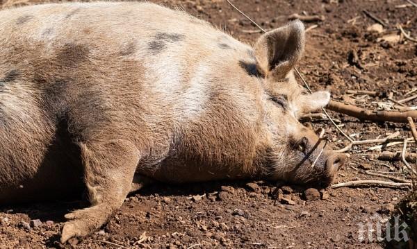 Ново огнище на африканска чума по свинете регистрираха край Плевен