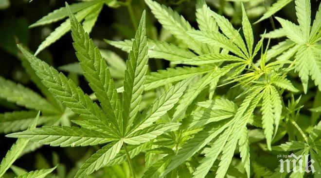 10 стръка коноп ожънаха в селски двор