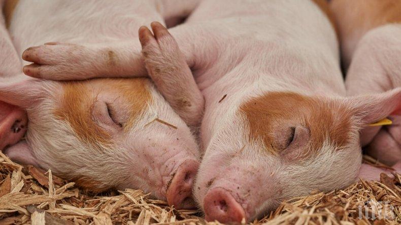 110 болни от чума прасета са загробени в Смядово