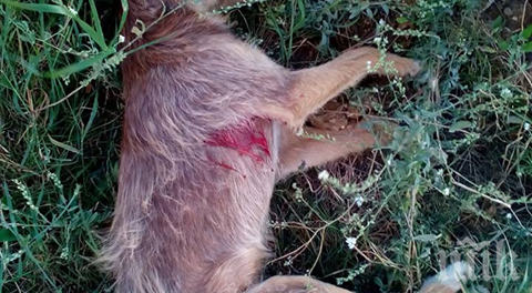 Съдят ловджия, застрелял куче