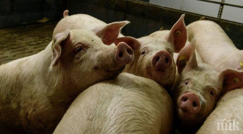 Започва изплащането на помощите за стопаните, заклали доброволни прасетата си