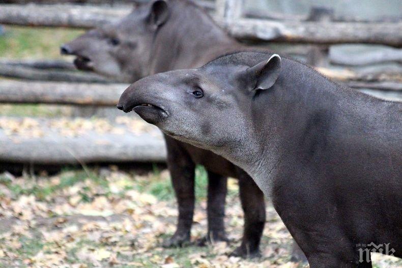 Тапири се заселиха в имение на наркобарон 