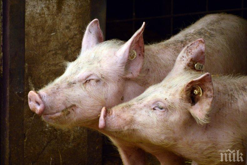 Започва изплащането на помощите на стопанства, доброволно умъртвили прасетата си заради африканската чума