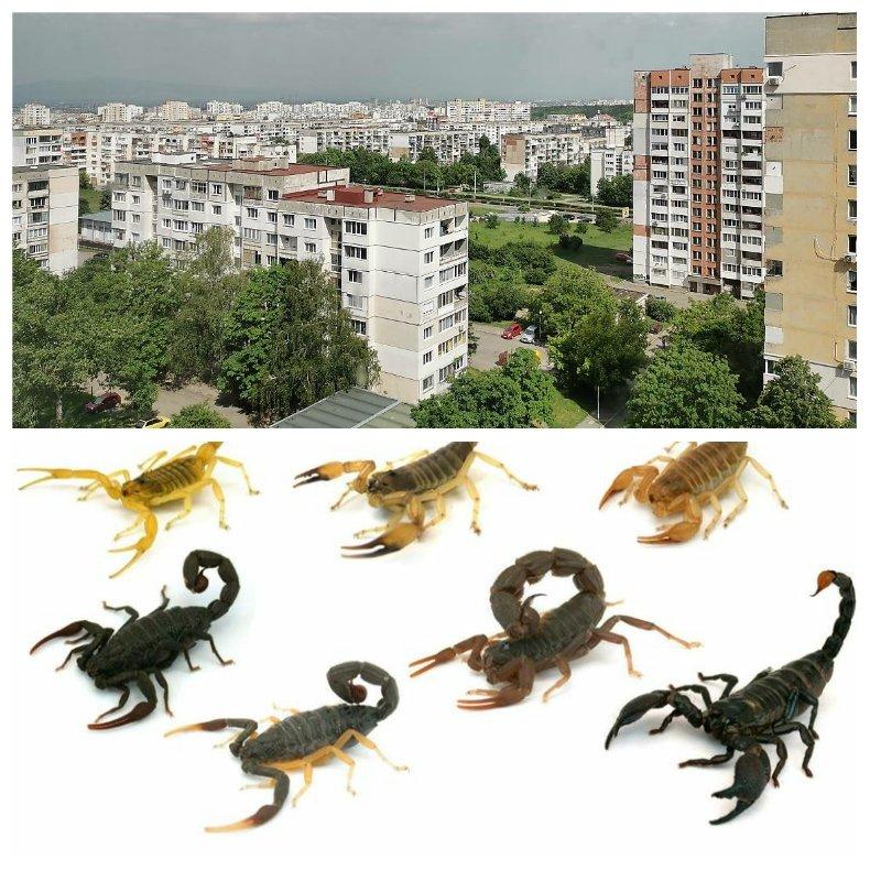 ПЪРВО В ПИК: Паника в Люлин - скорпиони нападнаха панелки (СНИМКА)