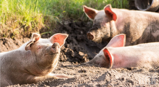 ДОБРА НОВИНА! Десислава Танева отчете: Две седмици няма огнище на свинска чума