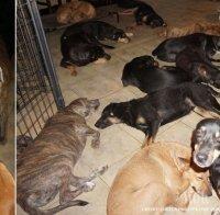 БИТКА ЗА ОЦЕЛЯВАНЕ: Жена спаси 100 бездомни кучета от урагана 