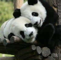 Уникално: В зоопарка в Берлин се родиха едновременно две панди